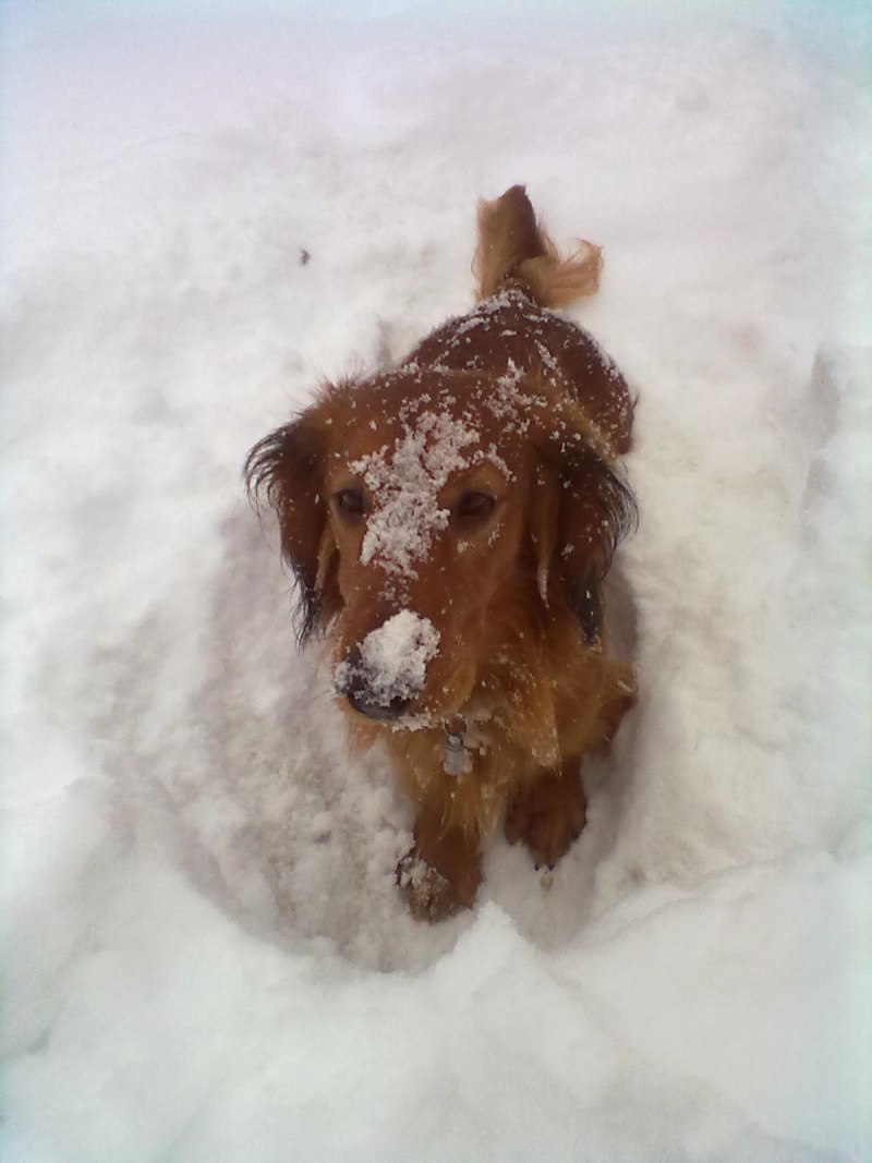 Новогодняя такса