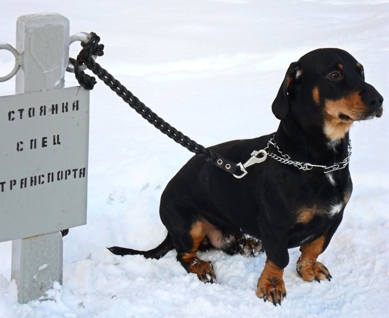 Такса зимой