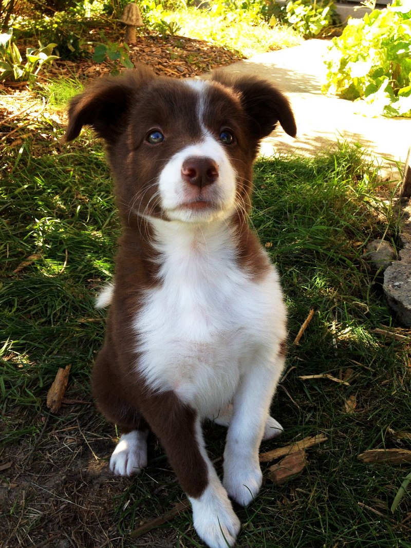 Collie Husky Mix