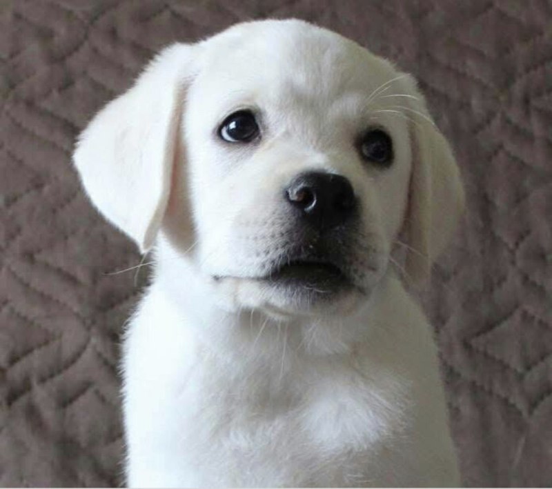 Лабрадор купить московский. Лабрадор белый щенок. Собака лабрадор белый щенок. Собака лабрадор белый. Лабрадор чистокровный белый щенок.