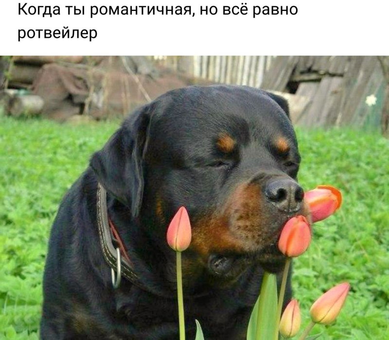 Собака улыбака ротвейлер
