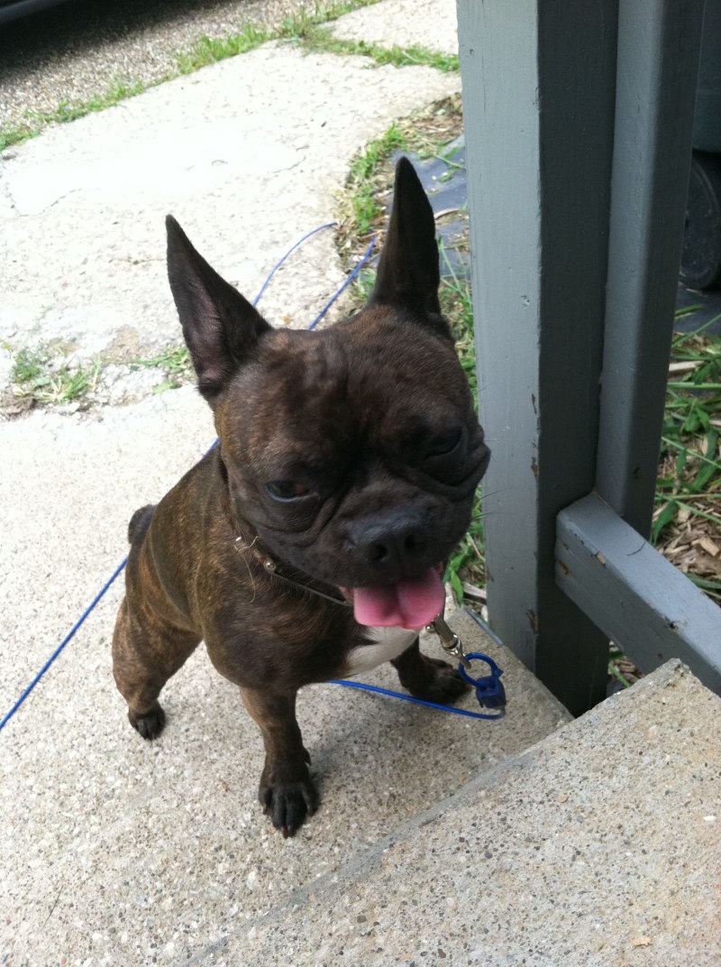Boston Terrier французский бульдог