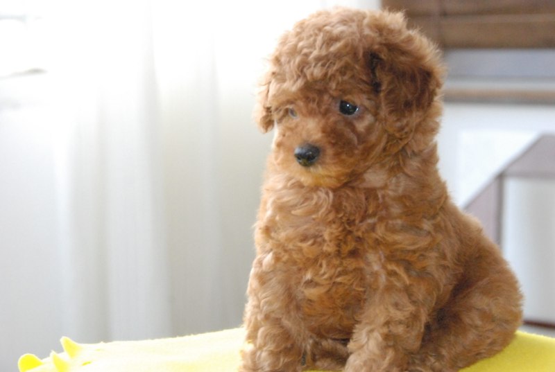 Teddy Poodle порода