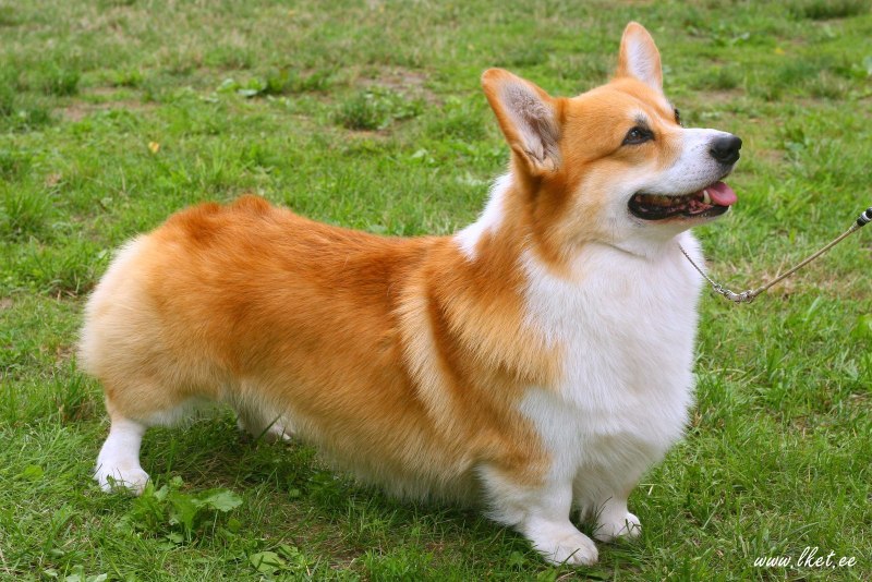 Корги красный тигровый