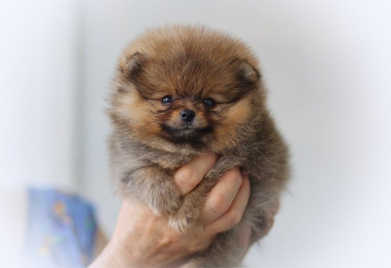 Королевский шпиц медвежьего типа
