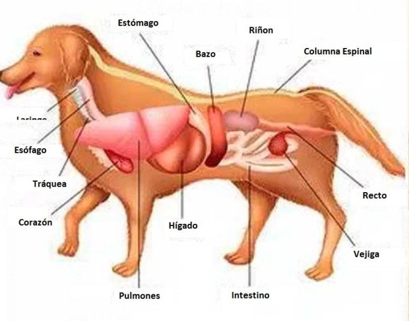 Как расположены внутренние органы у собаки картинки