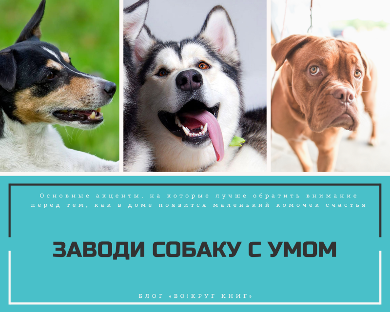 Заводи пёс