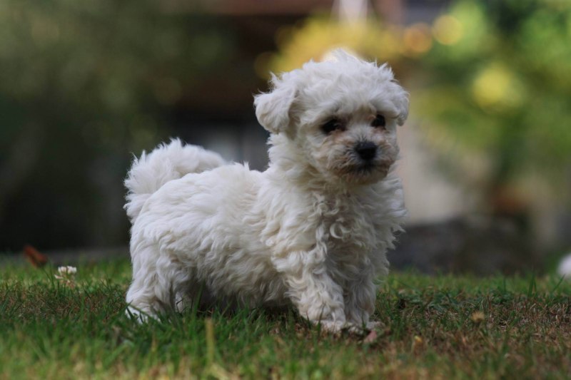 Бишон фризе (Bichon Frise)