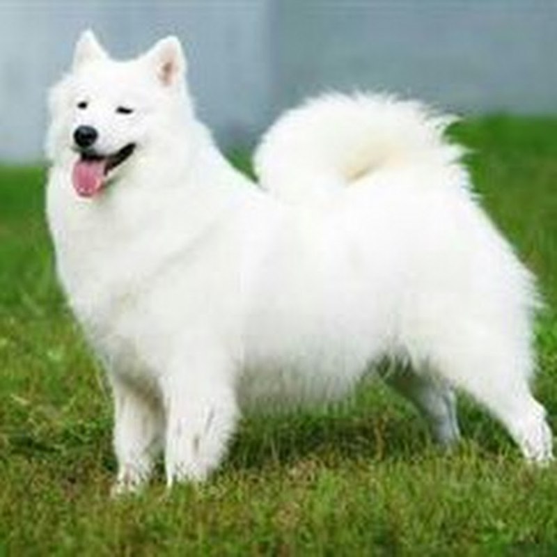 Эскимосский карликовый шпиц