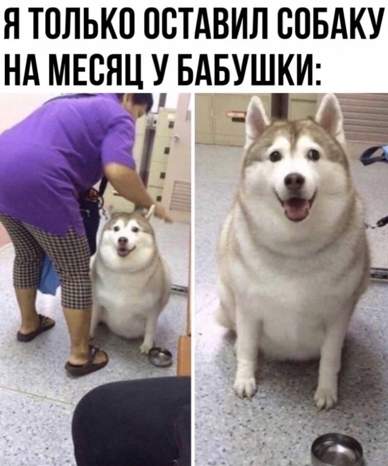 Толстый хаски