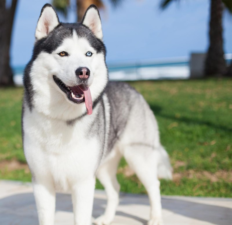 Husky 2 Ice