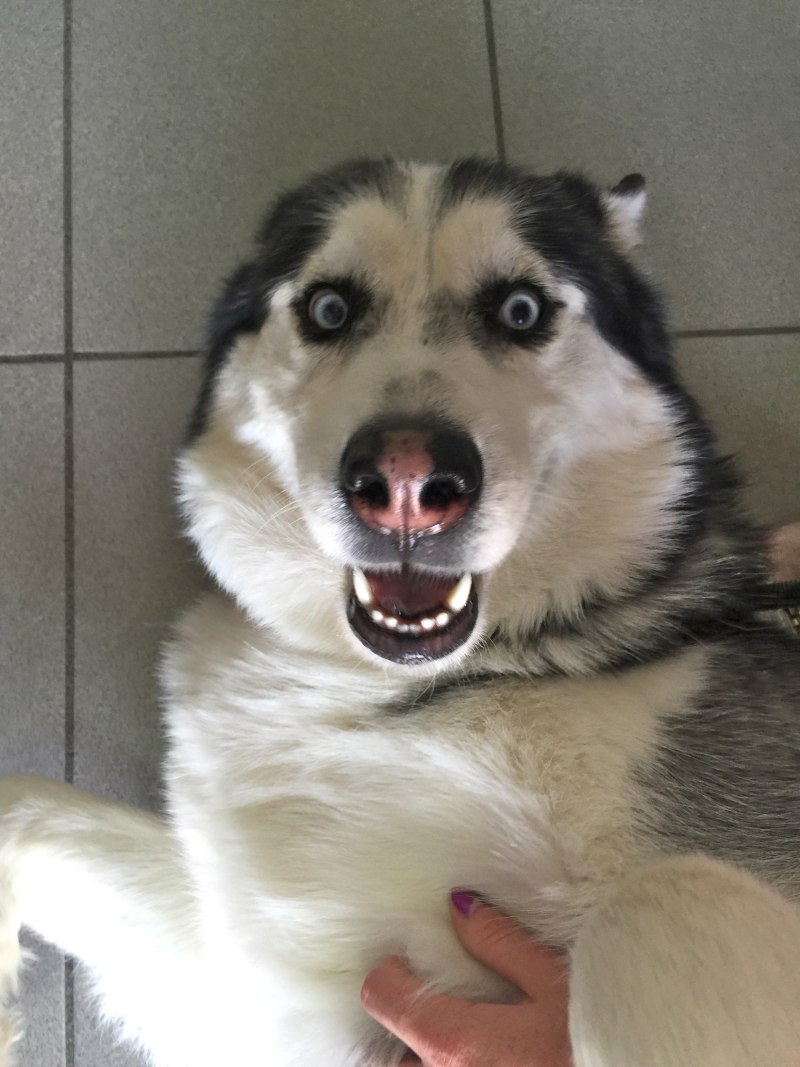 Хаски сверху