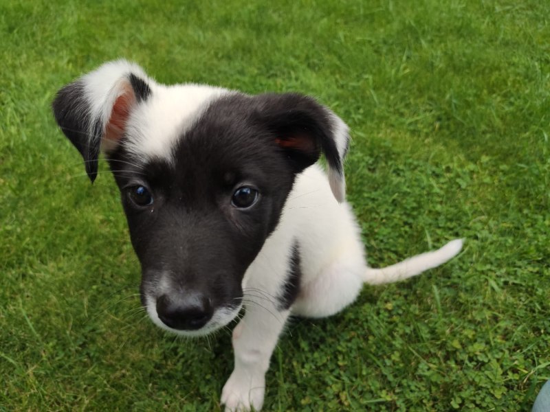 Jack Russell длинношерстный