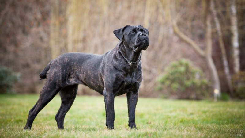 Кане Корсо (Cane Corso)