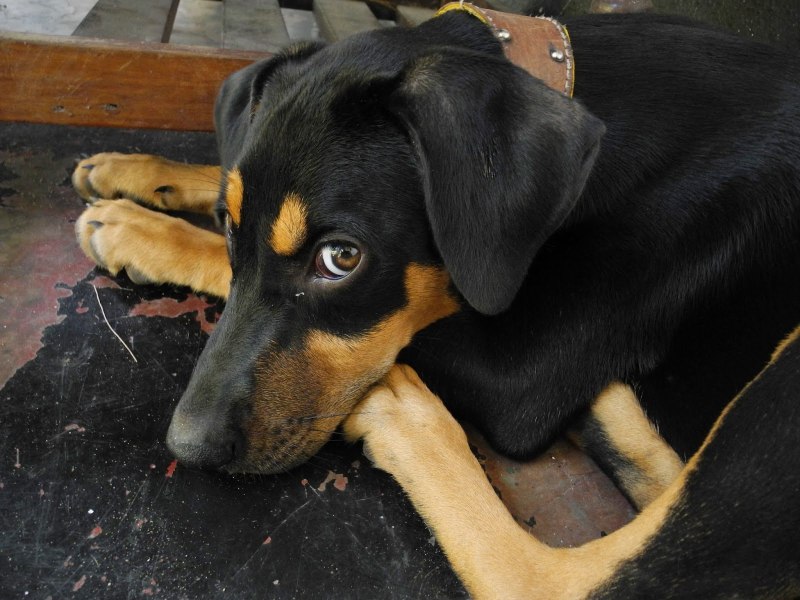 Husky Rottweiler Puppy