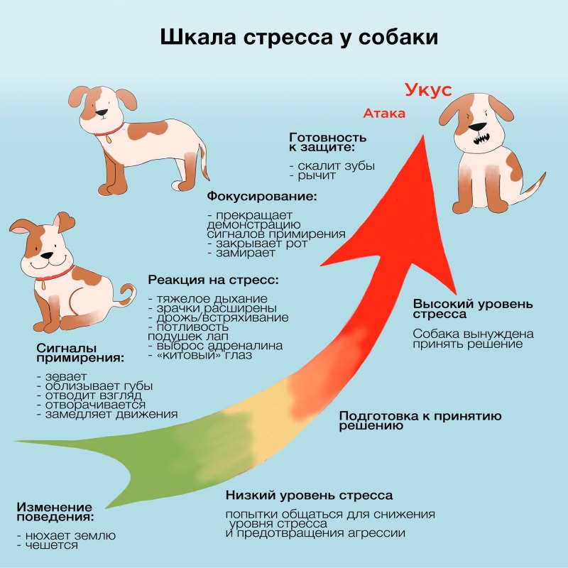 Измерить температуру собаке