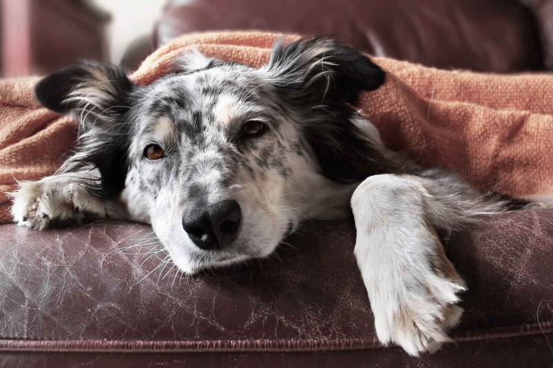 Dog temperature and Health
