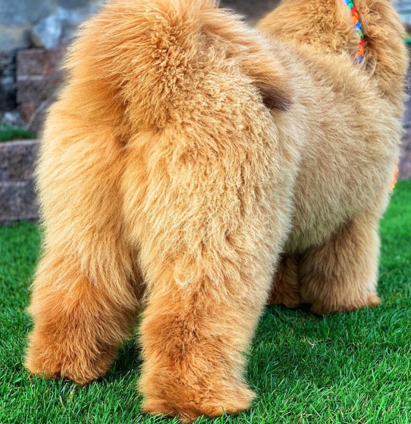 Шотландская бородатая колли