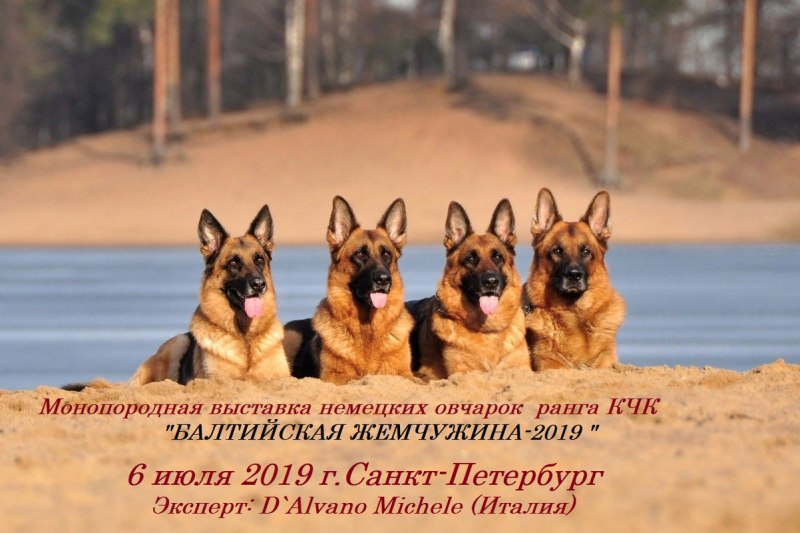 Международная выставка немецких овчарок