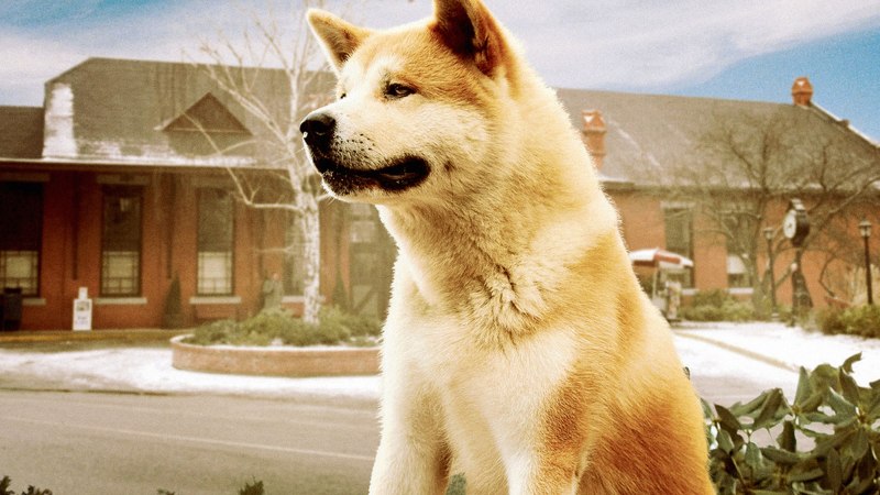 Хатико самый верный друг фильм 2009 Ричард Гир