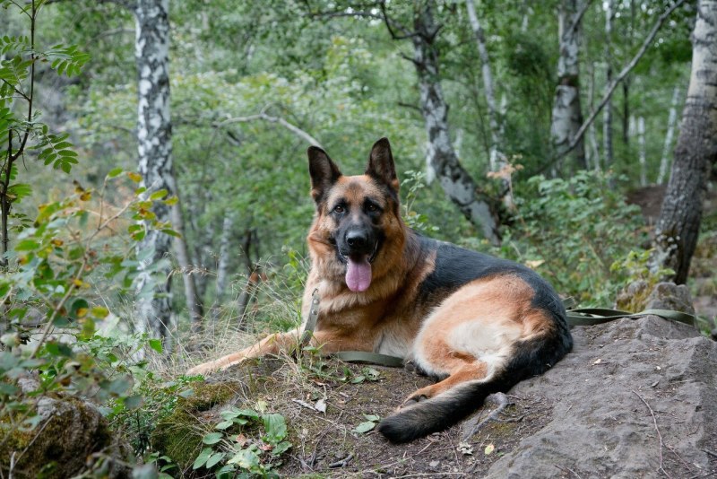 German Shepherd немецкая овчарка