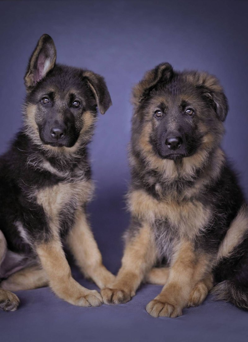Shiloh Shepherd