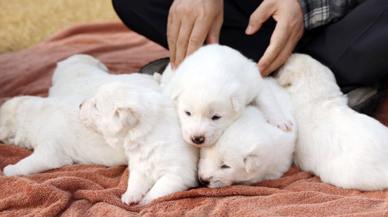 Корейские щеночки
