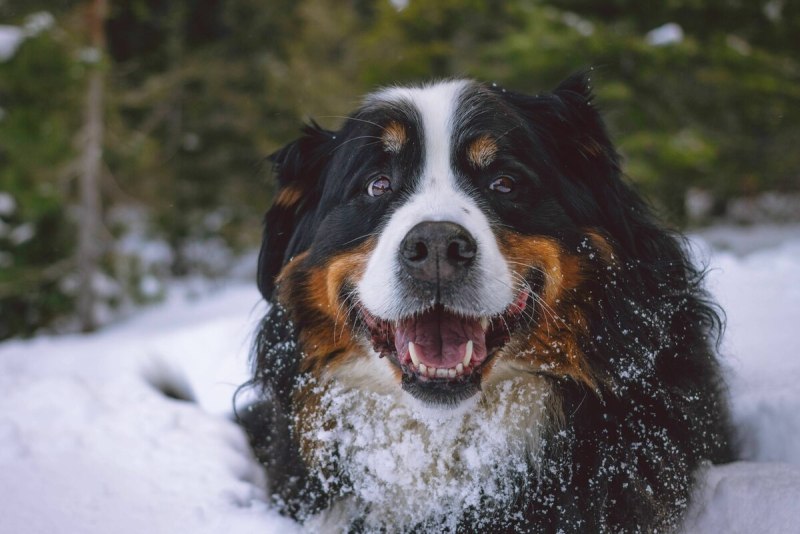 Berner Sennenhund порода