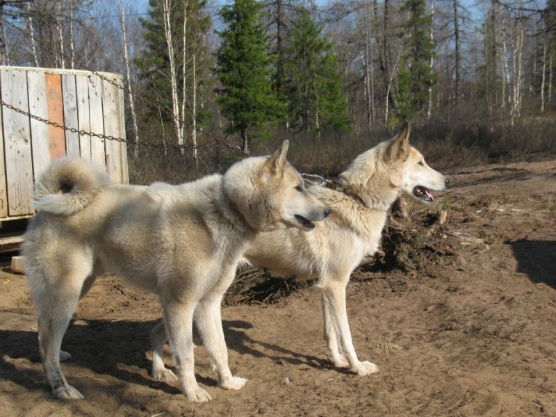Сибирская лайка