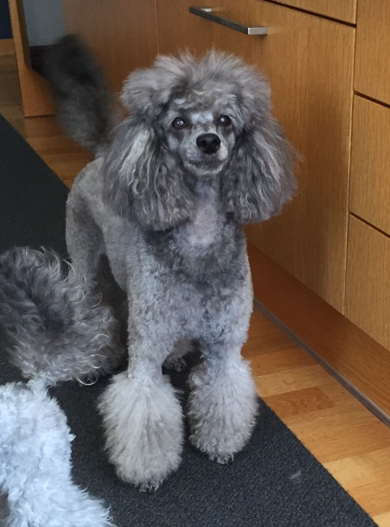 Brown Standard Poodle handling