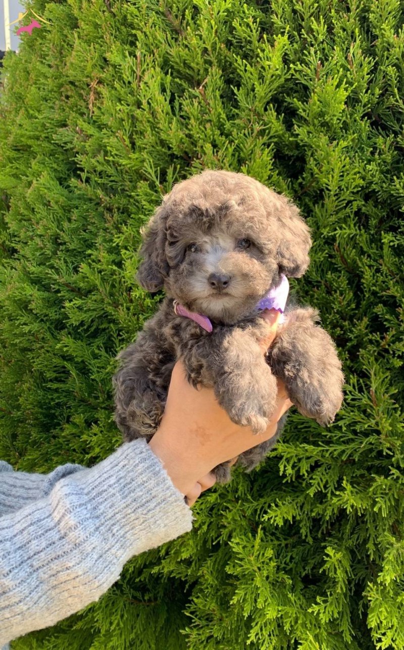 Silver Toy Poodle