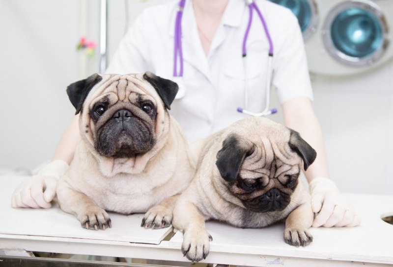 Anatomy Mops