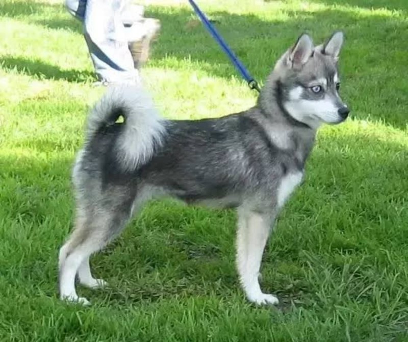 Кли Кай и хаски
