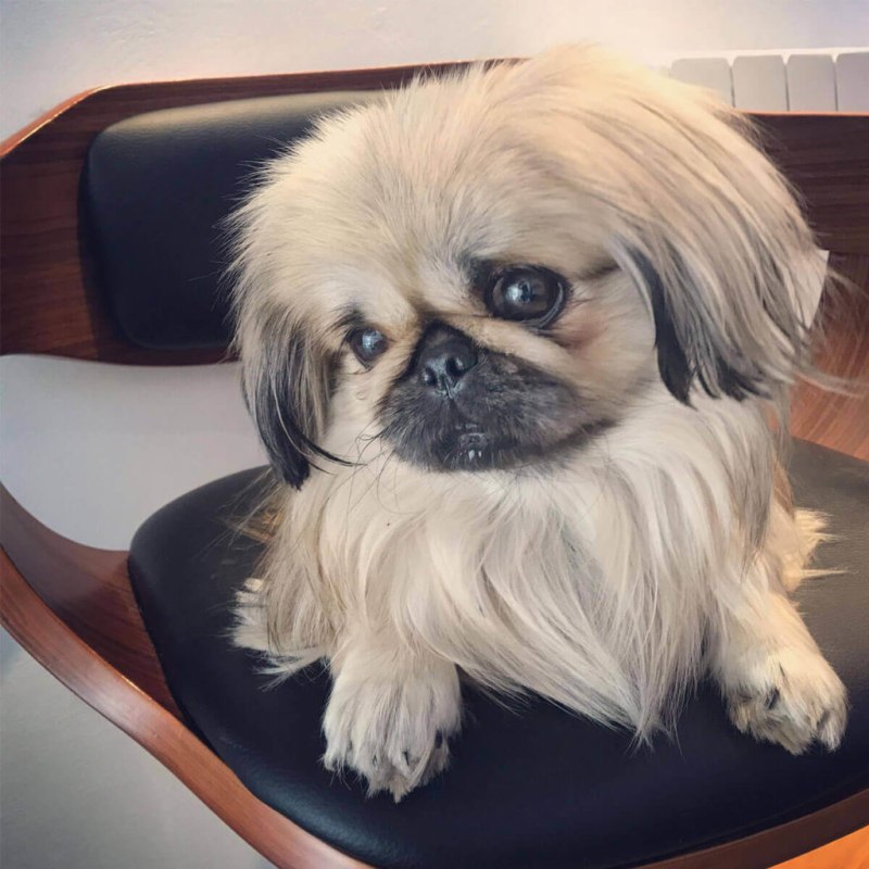 Пекинес / Pekingese (207) м