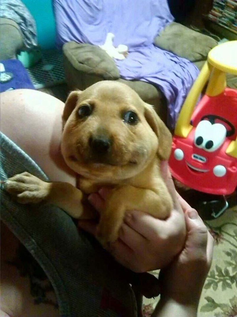 Ужаленные коты