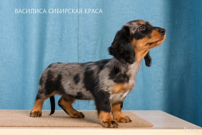 Щенок таксы длинношерстной мраморной девочки