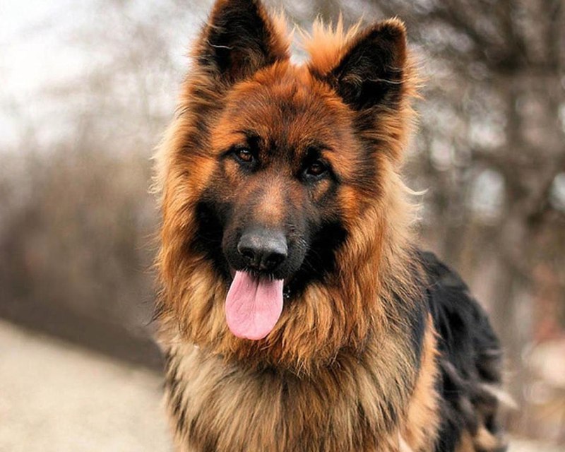 German Shepherd немецкая овчарка