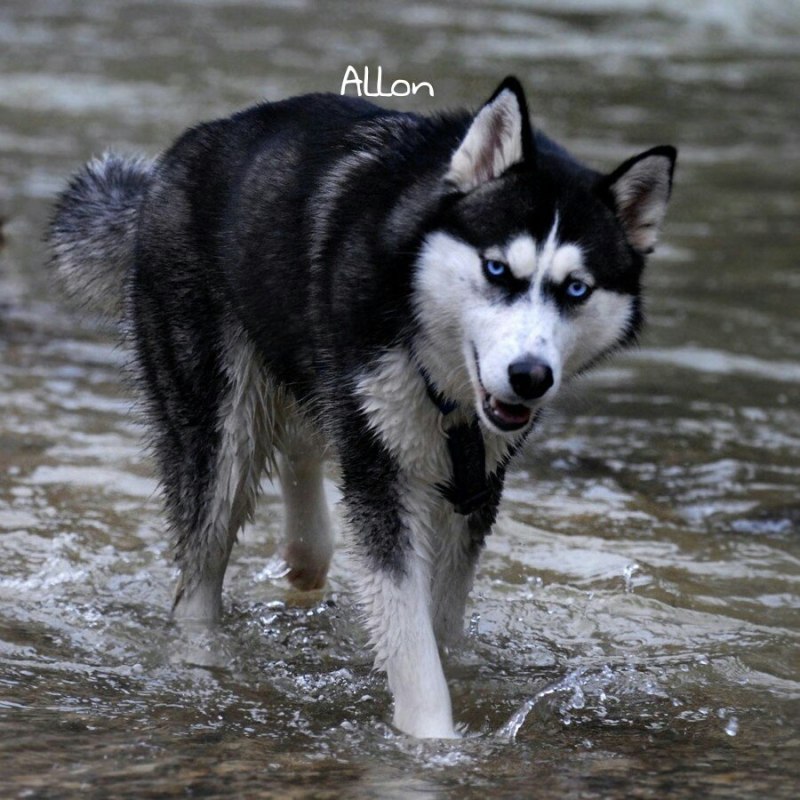 Run Husky