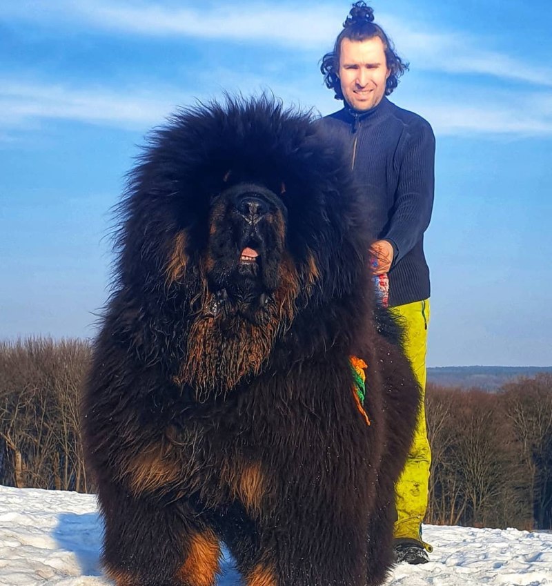 Большая собака по-китайски и самая большая собака Китая (60 фото)
