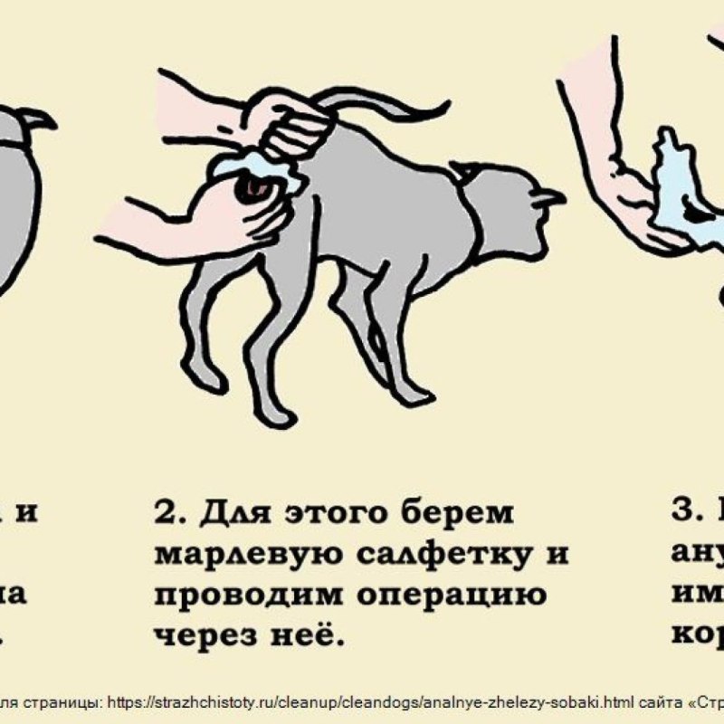 У собаки прочистить параанальные железы