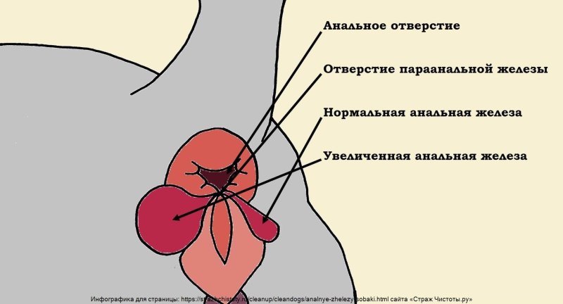 Петля у собак для вязки