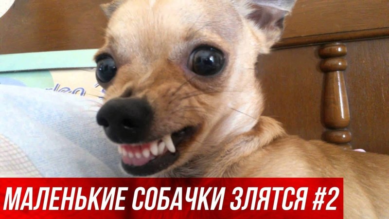 Злая чихуахуа