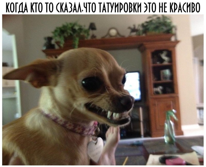 Маленькая собака лает