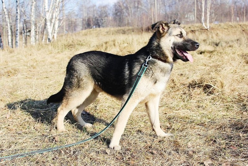 Овчарик Юра авито