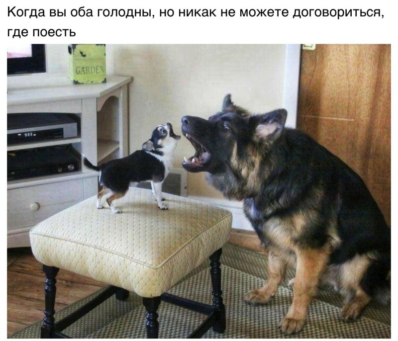 Чихуахуа лает на овчарку