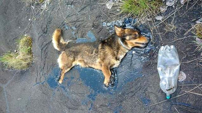 Собака гавкает