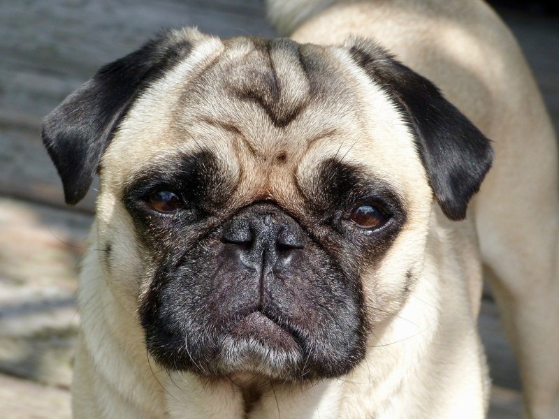 Pug Мопс