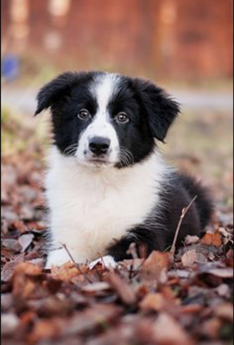 Border Collie щенки