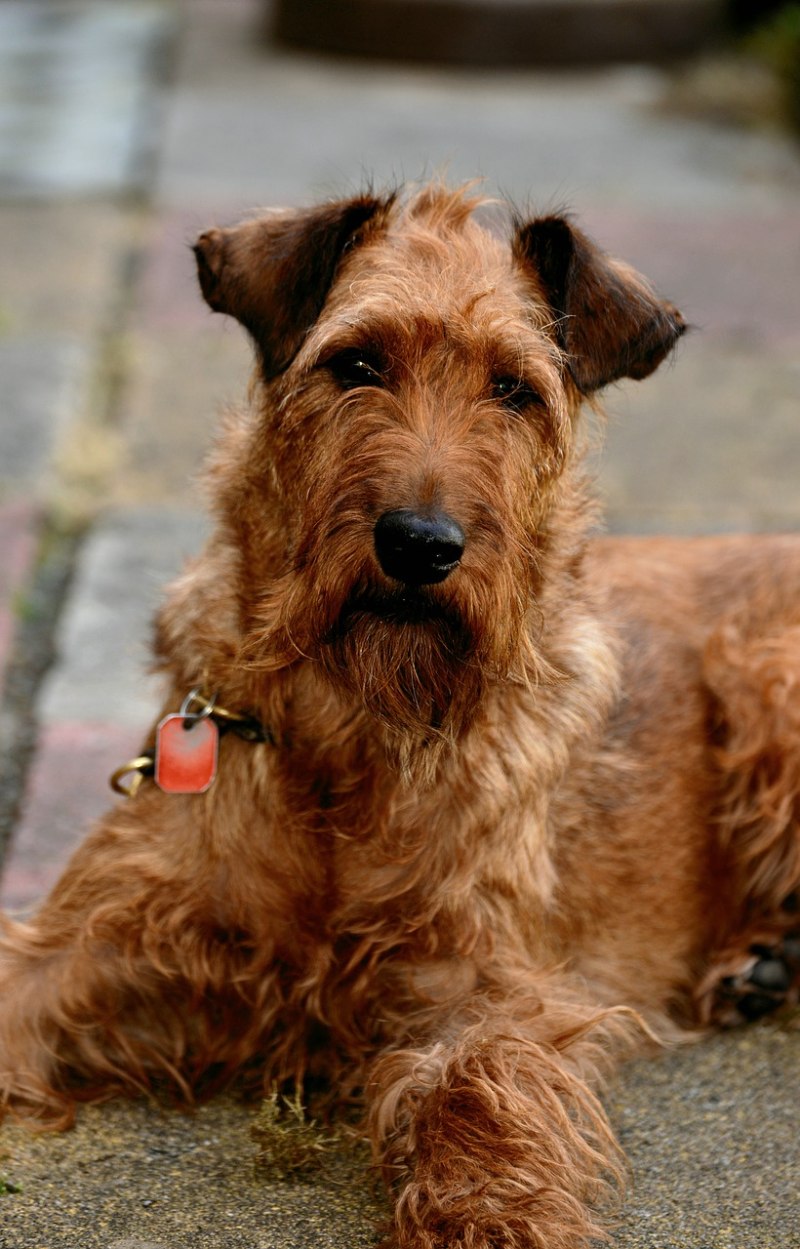 Ирландский терьер Irish Terrier