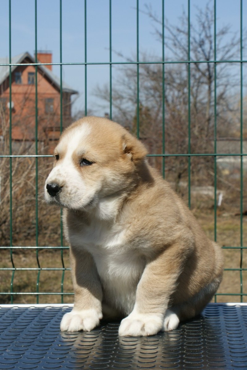 Алабай Джафар